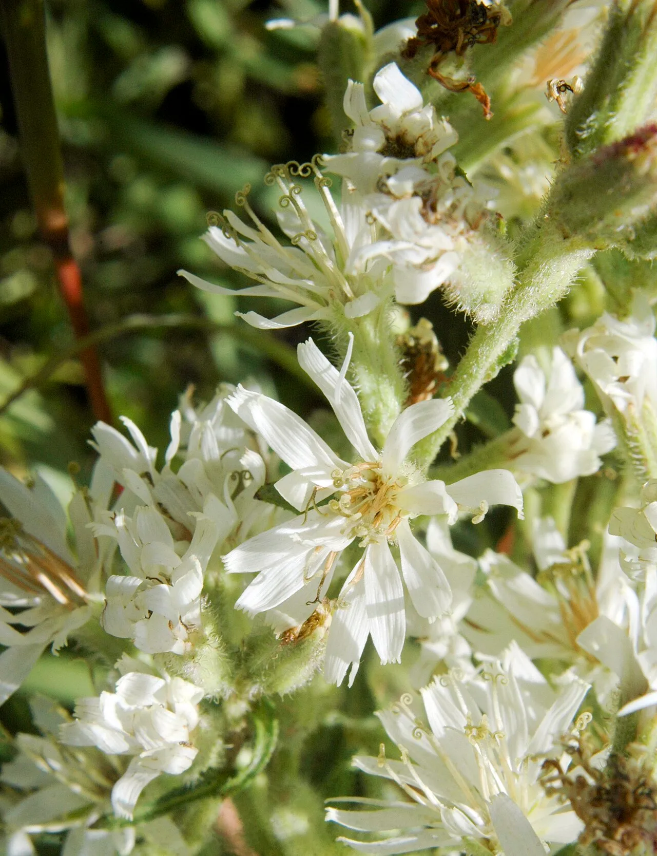 Rough Rattlesnakeroot — photo by Frank Mayfield