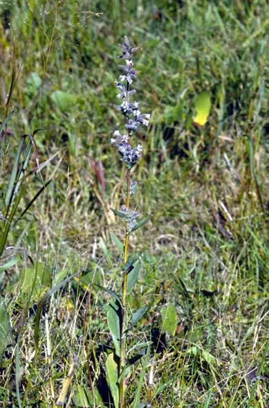 Purple Rattlesnakeroot — photo by Wikimedia Commons