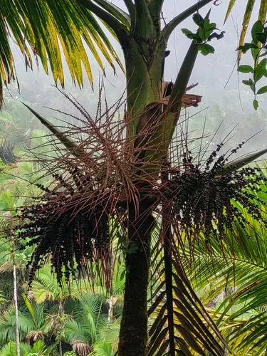 Sierran Palm