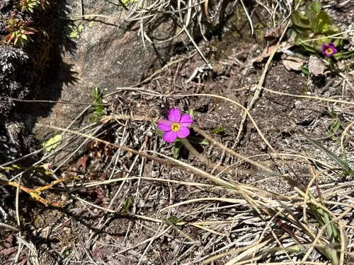 Alpine Primrose