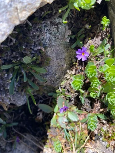 Ruby Mountain Primrose — photo by Abby Orosz