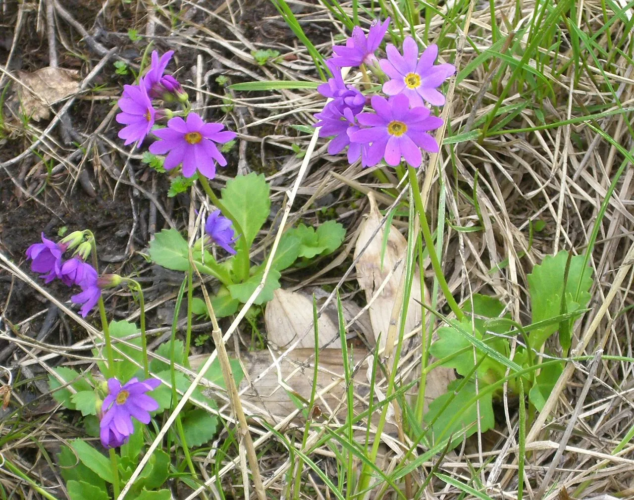 Wedgeleaf Primrose (subsp. cuneifolia) — photo by Miya.m