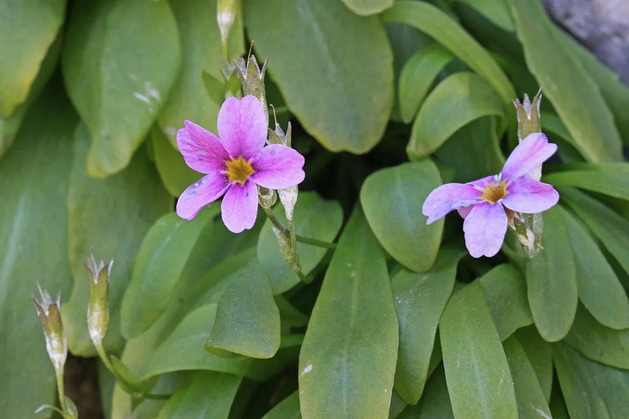 Maguire's Primrose (var. maguirei) — photo by Andrey Zharkikh from Salt Lake City, USA