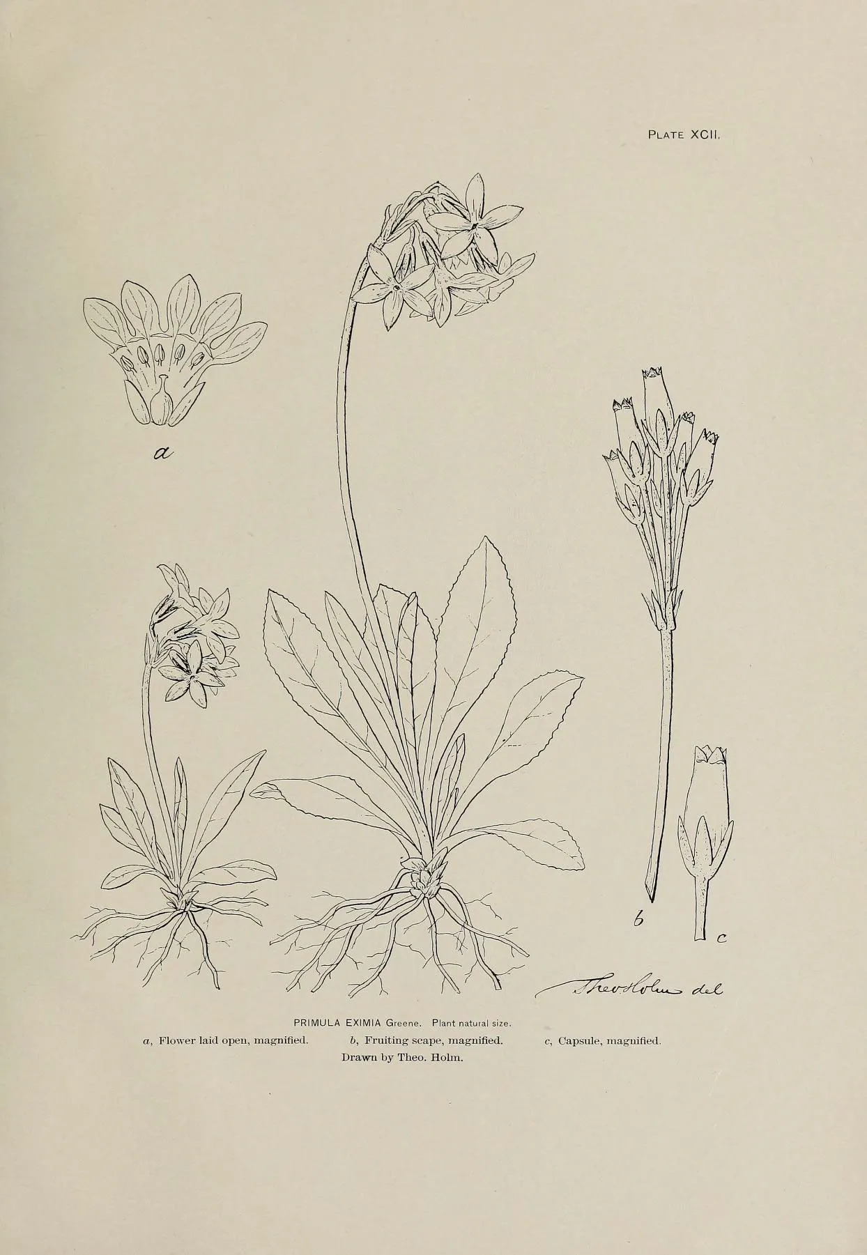 Arctic Primrose
