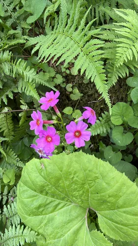 Japanese Primrose — photo by Ross Mountain View