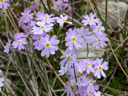 Mistassini Primrose — photo by Eric Howe