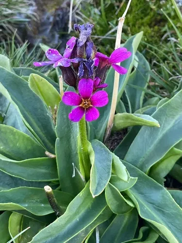 Parry's Primrose — photo by kentcoe