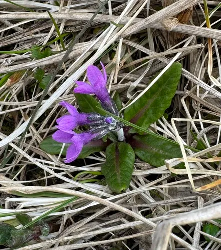 Chukchi Primrose