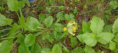 Cowslip Primrose — photo by kristinacrawni