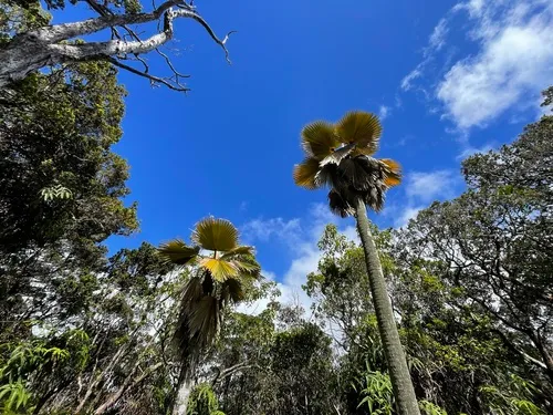 Maui Pritchardia — photo by Remy Henderson