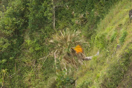 Baker's Pritchardia