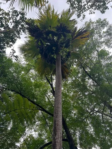 Kilauea Pritchardia — photo by Susan Fawcett
