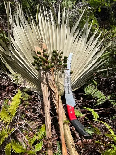 Flynn's Pritchardia