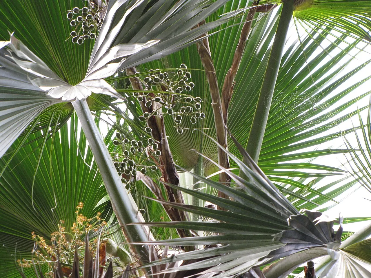 Mt. Eke Pritchardia — photo by Forest and Kim Starr