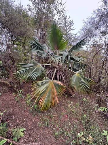 Nihoa Pritchardia — photo by biolyth