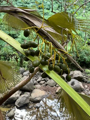 Kahuku Pritchardia