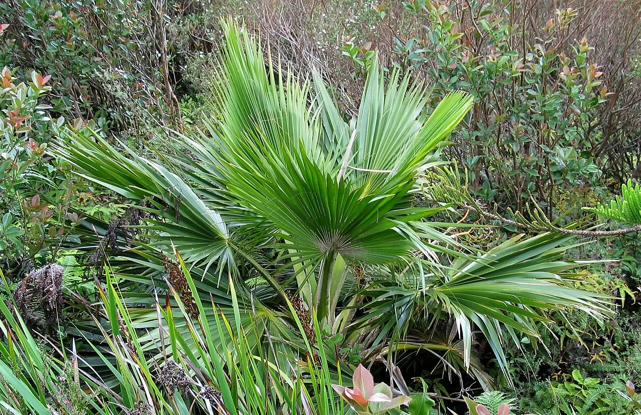 Lanai Pritchardia — photo by David Eickhoff from Pearl City, Hawaii, USA