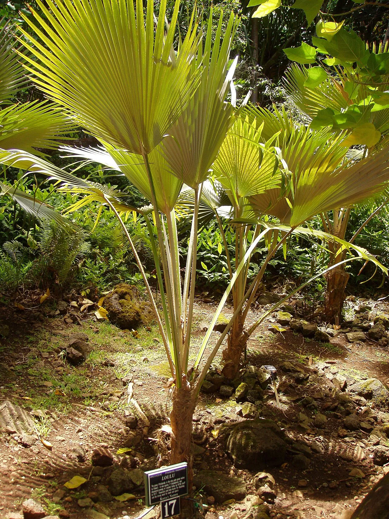 Limahuli Valley Pritchardia — photo by Daderot.
