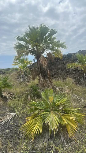 Hawai'i Pritchardia