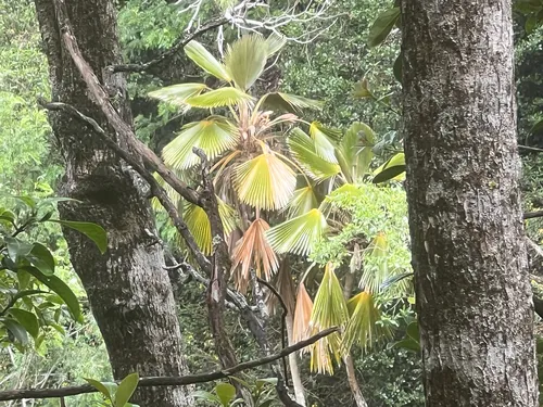 Alakai Swamp Pritchardia