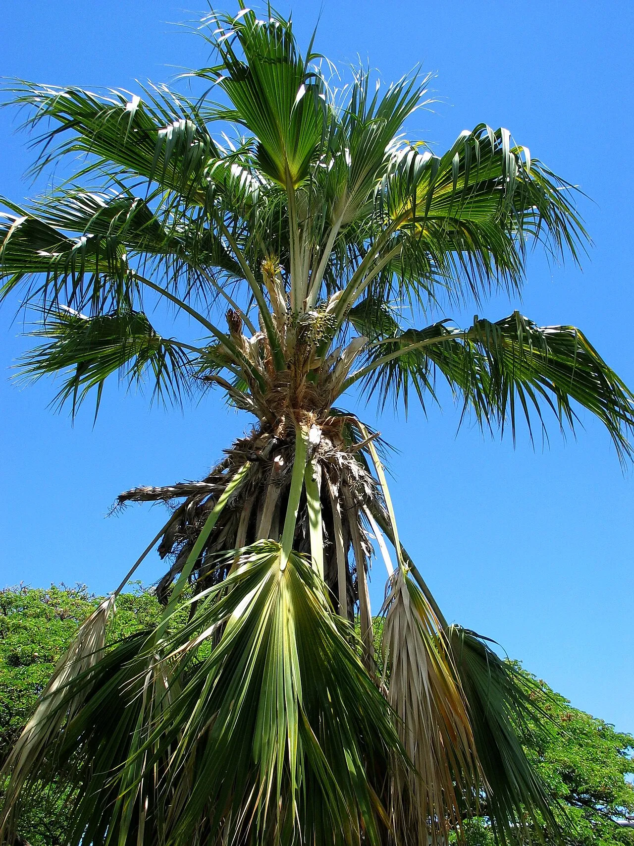 Nihoa Pritchardia — photo by David Eickhoff from Pearl City, Hawaii, USA