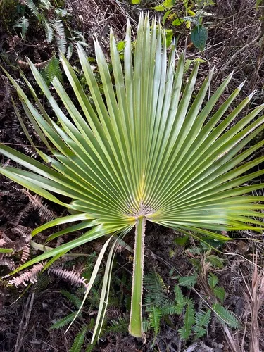 Wai'oli Valley Pritchardia — photo by Kenneth R. Wood (NTBG)