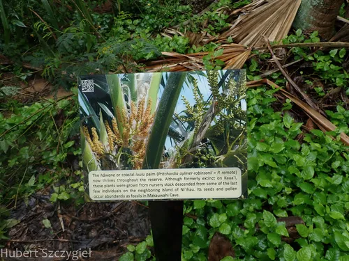 Nihoa Pritchardia — photo by Hubert Szczygieł