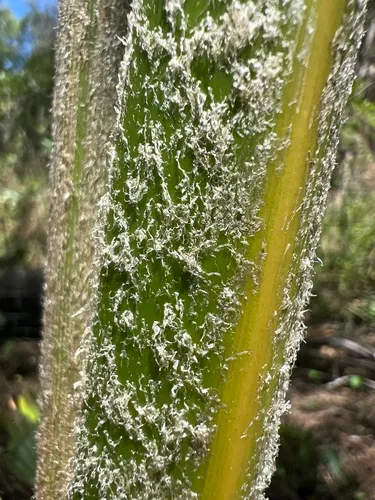 Lands Of Papa Pritchardia — photo by Susan Fawcett