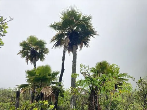 Wood's Pritchardia — photo by Karl Magnacca