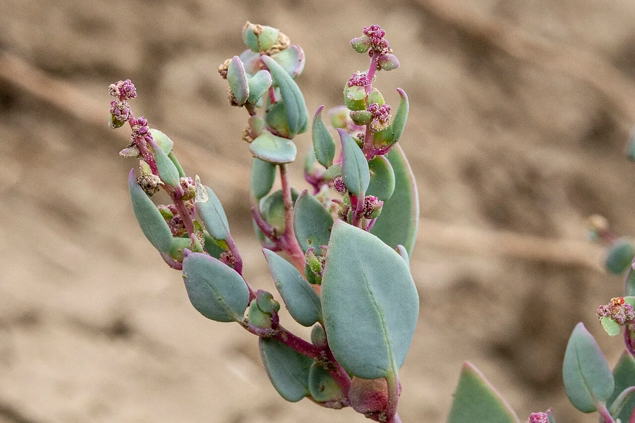 Mancos Shadscale — photo by Patrick Alexander https://www.inaturalist.org/people/aspidoscelis