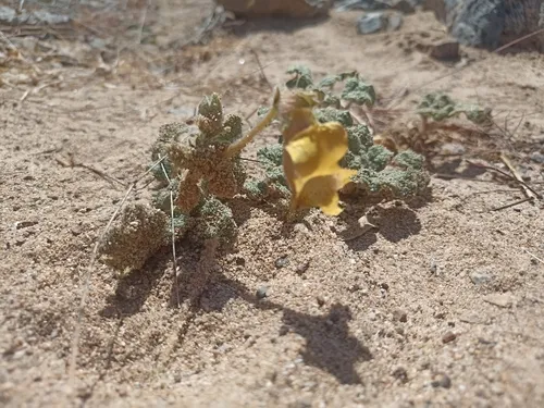 Desert Unicorn-plant