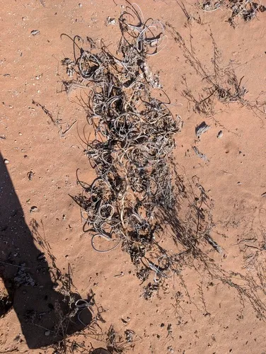 Sanddune Unicorn-plant