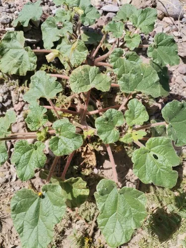 New Mexico Unicorn-plant — photo by juanloredo