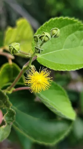 Guasimilla — photo by Silva, D.N.