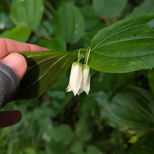 Largeflower Fairybells