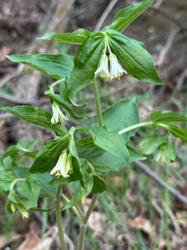 Roughfruit Fairybells
