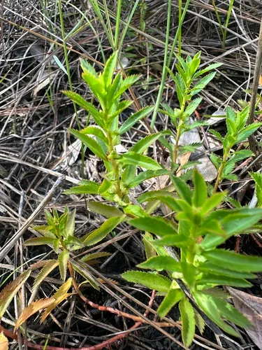 Marsh Mermaidweed (var. palustris) — photo by jrenninger