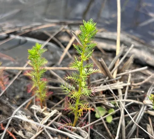 Combleaf Mermaidweed