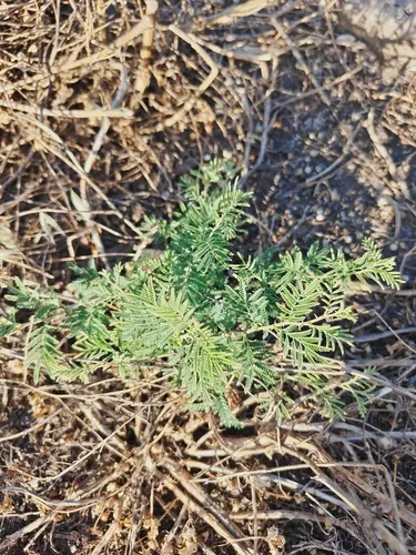 Syrian Mesquite