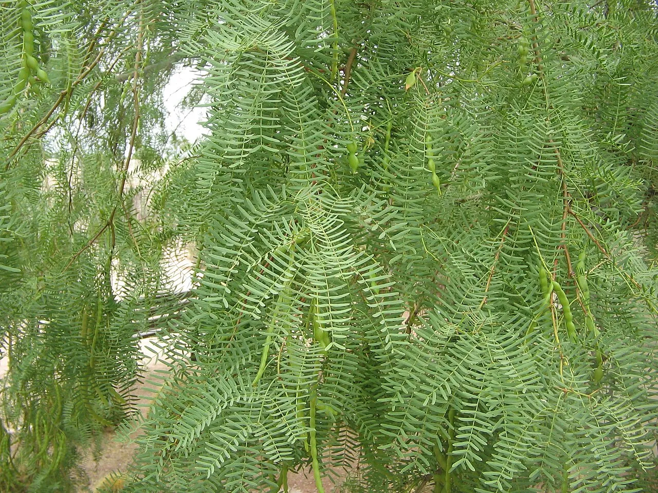 Honey Mesquite