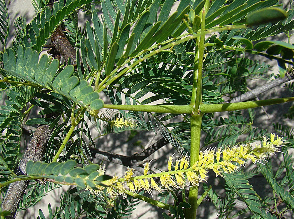 Mesquite — photo by Dick Culbert from Gibsons, B.C., Canada