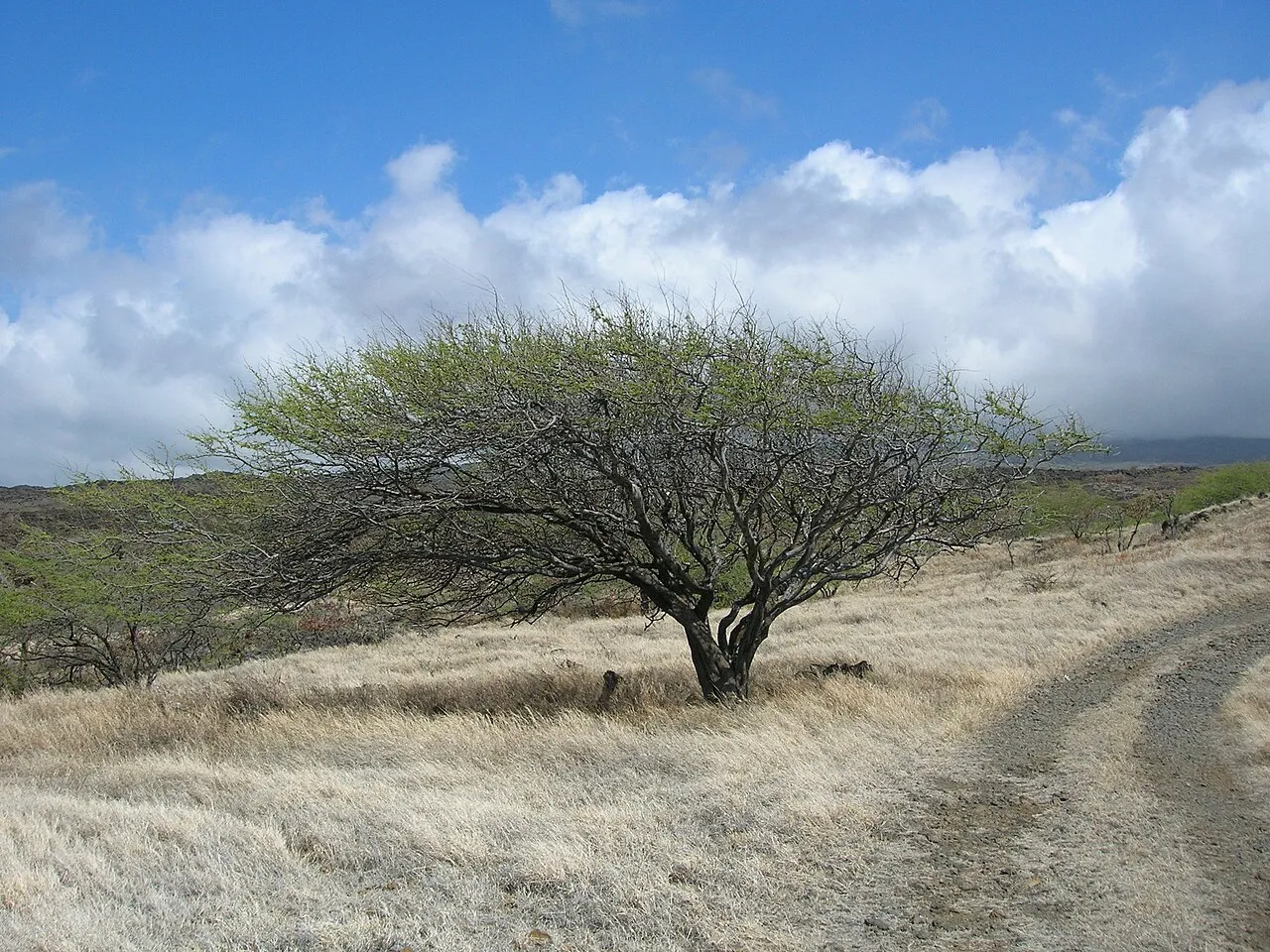 Kiawe — photo by Forest & Kim Starr