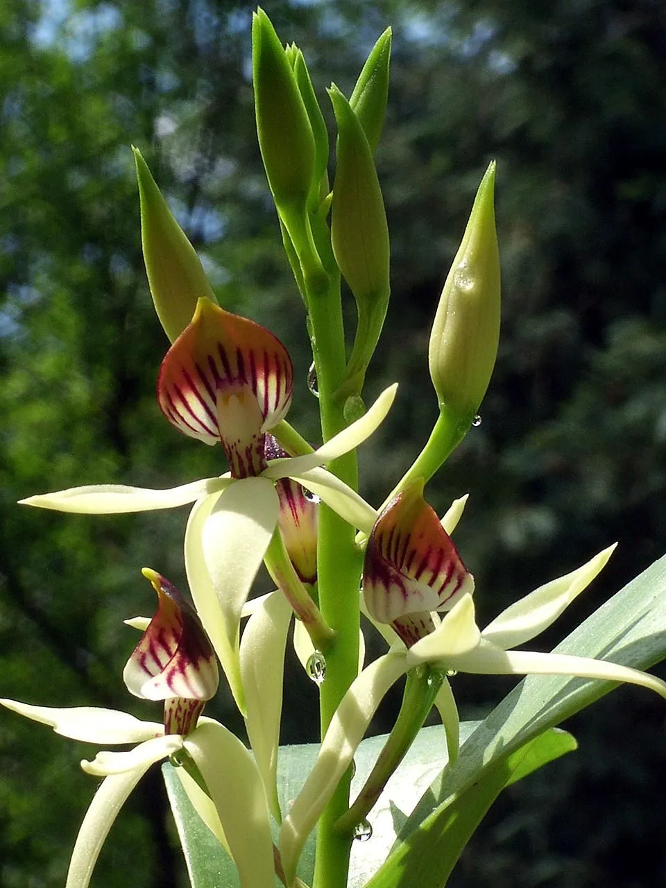 Clamshell Orchid (var. cochleata) — photo by Orchi