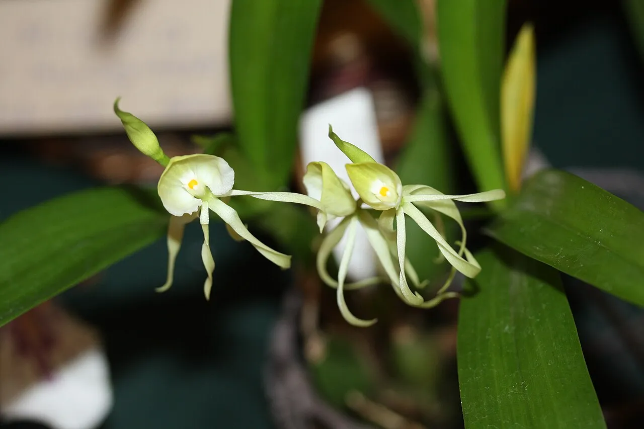 Clamshell Orchid (var. triandra) — photo by Nicolas Picand