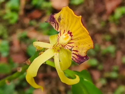 Clamshell Orchid