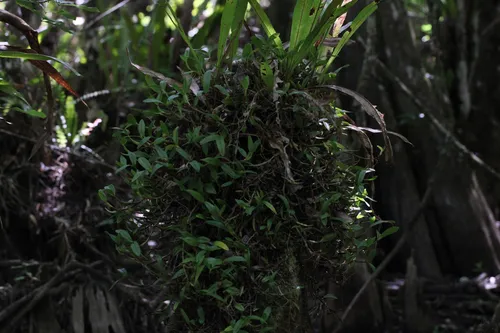 Dwarf Butterfly Orchid — photo by Andres Vila