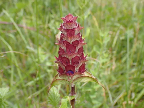 Common Selfheal