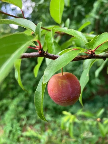 Chickasaw Plum