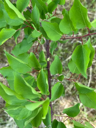 Apricot — photo by Даша