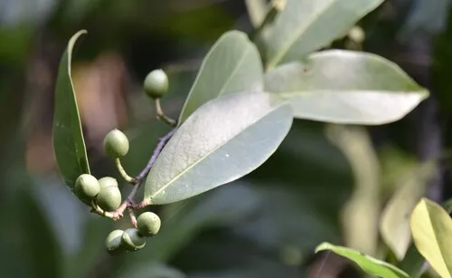 Carolina Laurelcherry